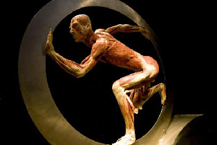 ecorche